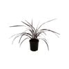 3.3L Cabbage Tree - Cordyline x Red Fountain