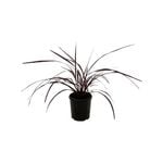 3.3L Cabbage Tree - Cordyline x Red Fountain