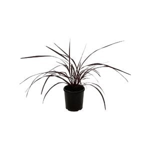 3.3L Cabbage Tree - Cordyline x Red Fountain