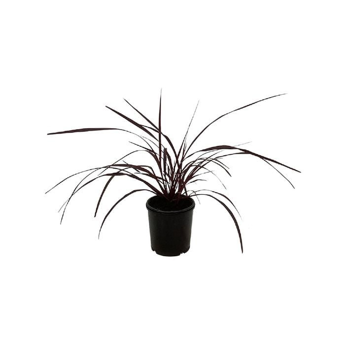 3.3L Cabbage Tree - Cordyline x Red Fountain