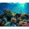 Beautiful Coral Reef and Mach Fish  Print 100% Australian Made 90 x 60cm  (Stretched)