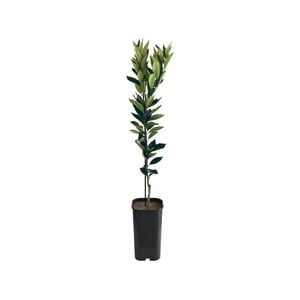 4L Orange Lanes Late Navel Grafted - Citrus sinensis