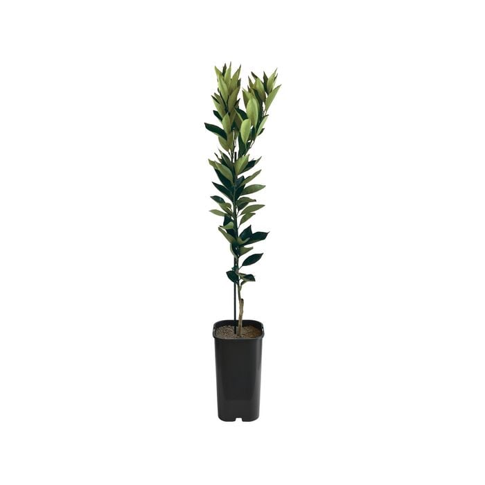 4L Orange Lanes Late Navel Grafted - Citrus sinensis