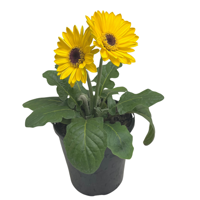 140mm Joybera yellow - Gerbera hybrid