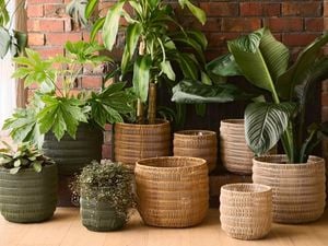 Astin sinclair header image of pots and plants