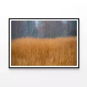 Grass in the Forest in Cloudy  Print 100% Australian Made 120x90cm  (Poster)