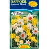 Daffodil Scented Mixed - 15 Bulbs