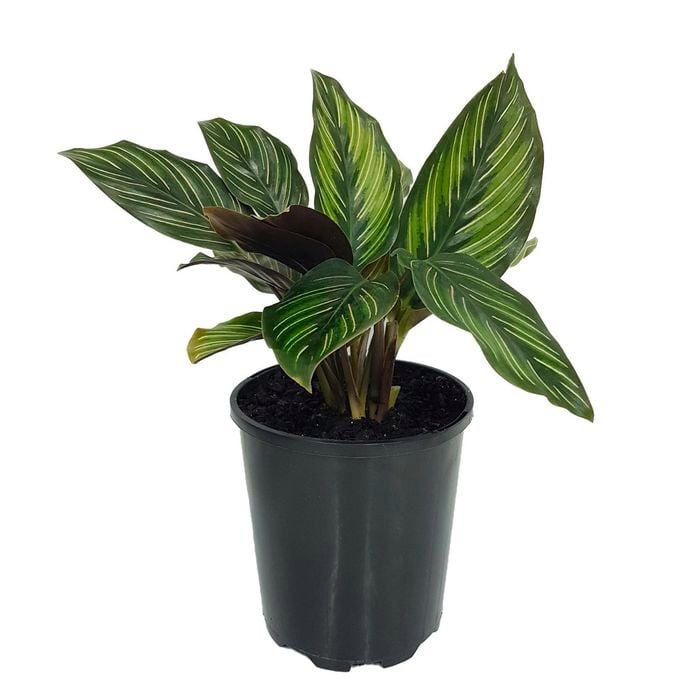 125mm Beauty Star - Calathea sanderiana