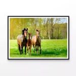 Horses Frolic In Paddock  Print 100% Australian Made 90x60cm  (Poster)