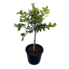 30L Tahitian Lime - Citrus latifolia