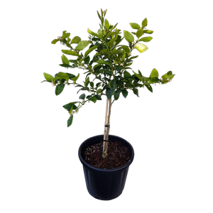 30L Tahitian Lime - Citrus latifolia