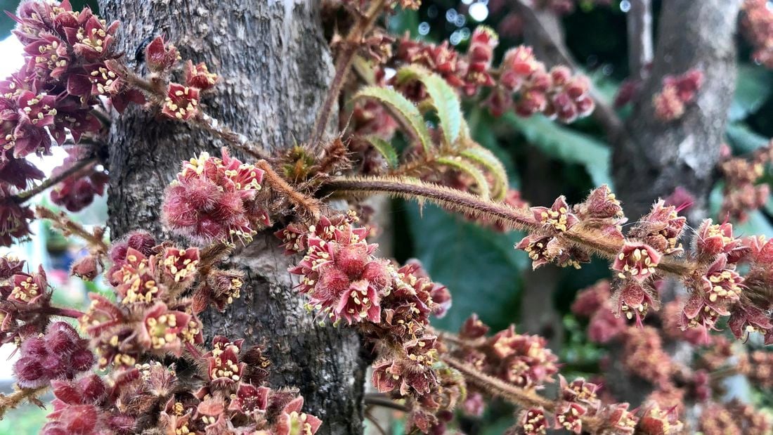Red flowers of a Queensland Davidson plum