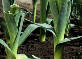 Close up of leeks in the soil.