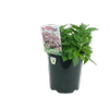 150mm Colourwave Petunia Glacial Pink - Petunia hybrida