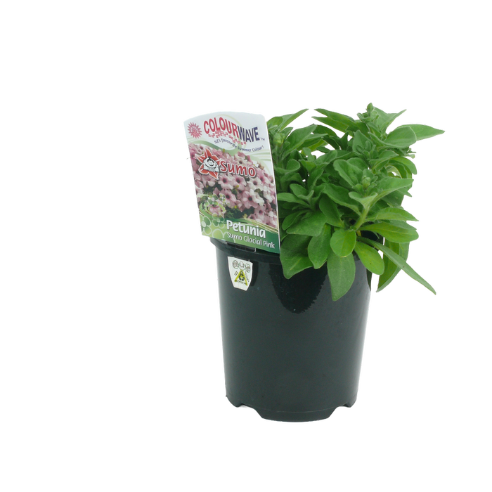 150mm Colourwave Petunia Glacial Pink - Petunia hybrida
