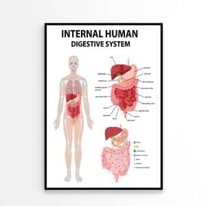 Internal Human Digestive System Diagram  Print 100% Australian Made 60x90cm  (Poster)