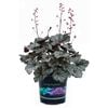 1.5L Coral Bells Glitter - Heuchera hybrid