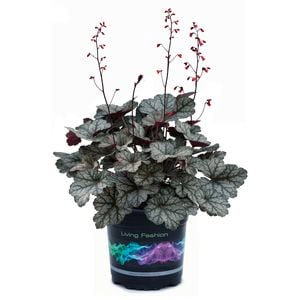 1.5L Coral Bells Glitter - Heuchera hybrid