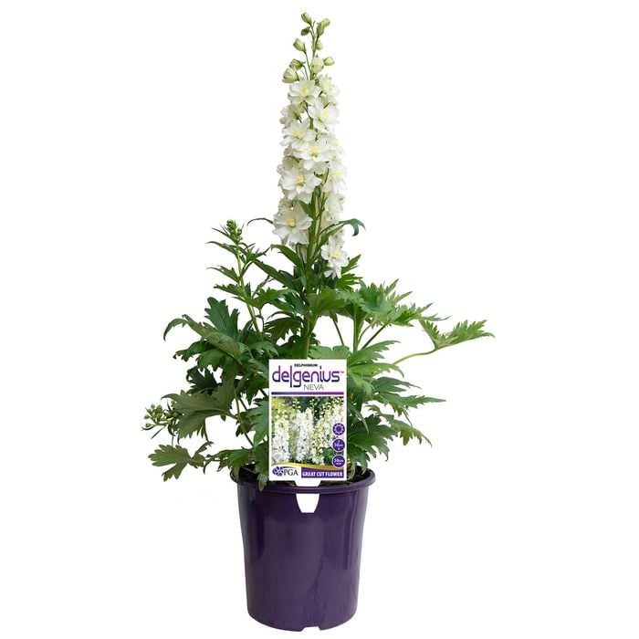 200mm Delphinium - Neva Delgenius