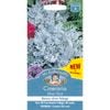 Mr Fothergill's Cineraria Silver Dust