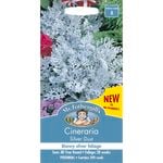 Mr Fothergill's Cineraria Silver Dust