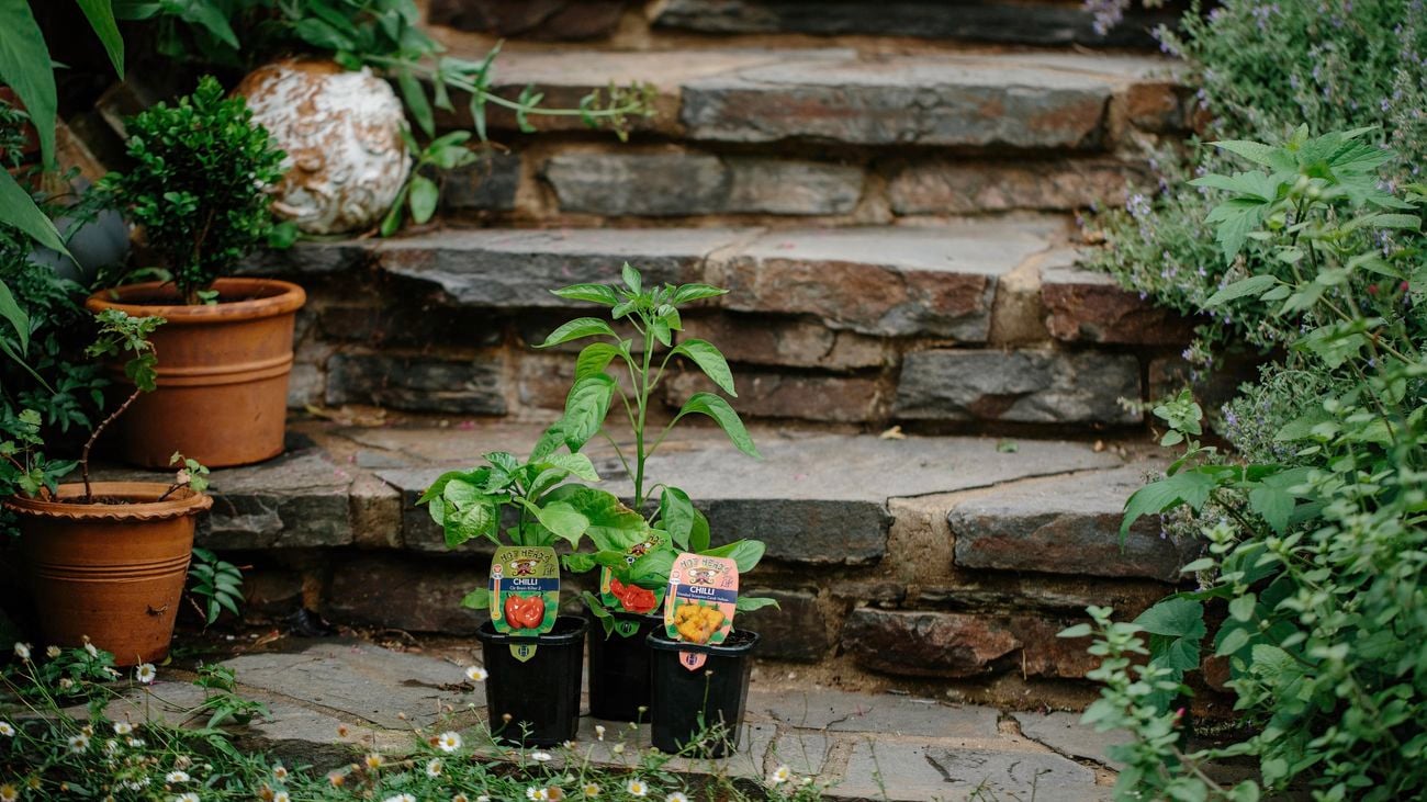 Chilli plants in black plastic pots on steps