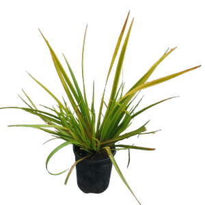2L Libertia Assorted - Libertia species