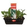 Punnet Silverbeet - Beta vulgaris