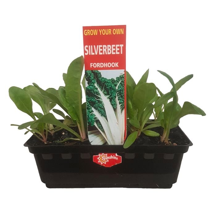 Punnet Silverbeet - Beta vulgaris