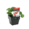 100mm Strawberry Sweetest - Fragaria ananassa - Floriana Gourmet Gardner