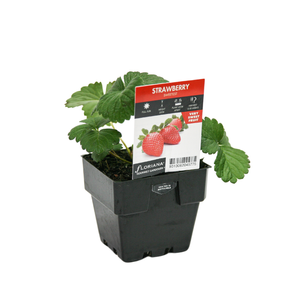 100mm Strawberry Sweetest - Fragaria ananassa - Floriana Gourmet Gardner