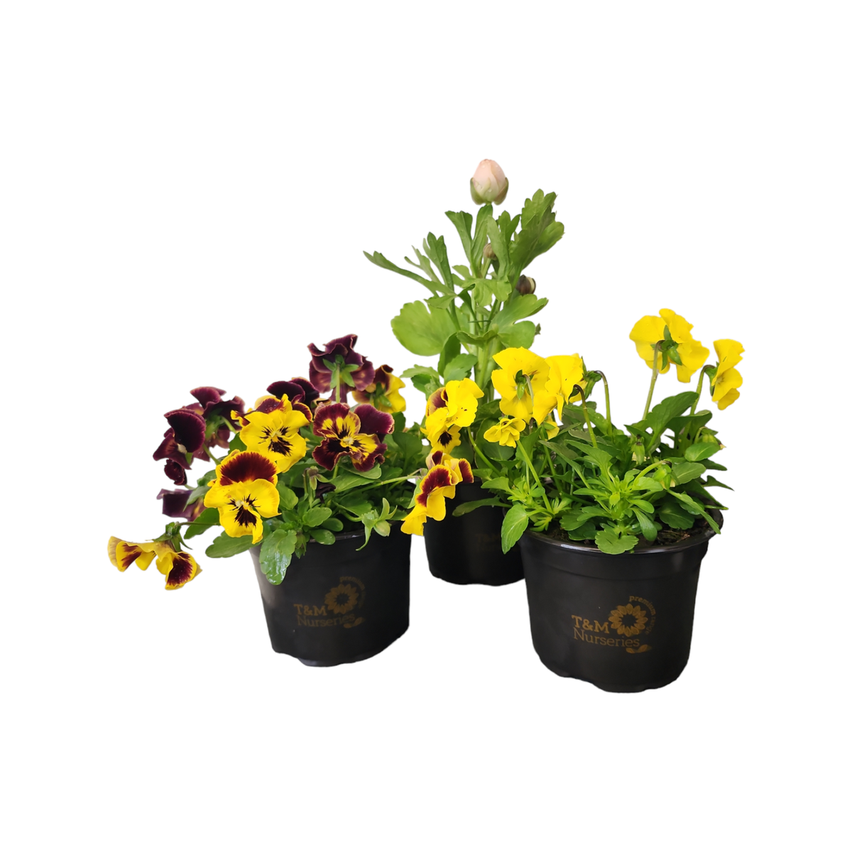Plant Premium Potted Colour - Bunnings New Zealand