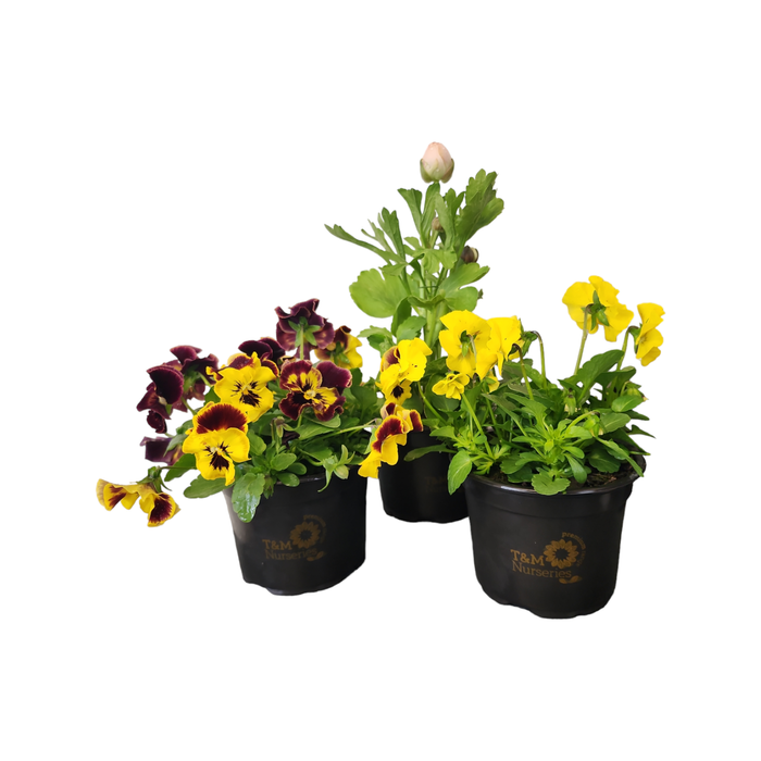 Plant Premium Potted Colour