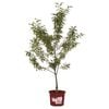 330mm Sugar Tyme Crab Apple - Malus sutyzam