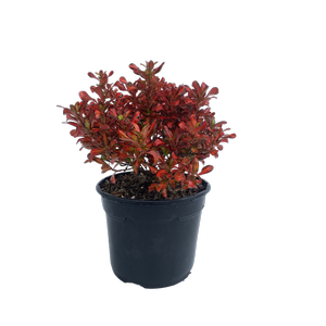 2L Coprosma Golden Glow - Coprosma cultivar