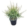 4L Tea Tree / Manuka - Leptospermum Wiri Linda