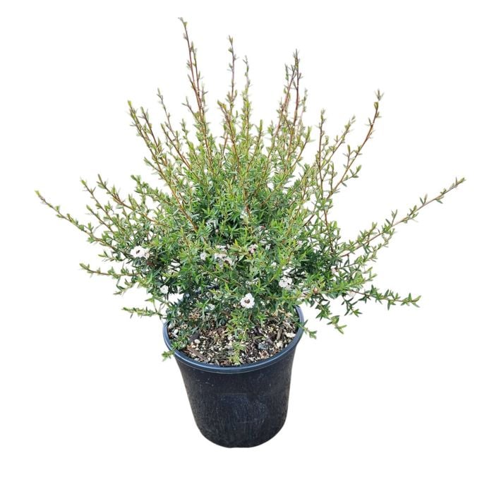 4L Tea Tree / Manuka - Leptospermum Wiri Linda