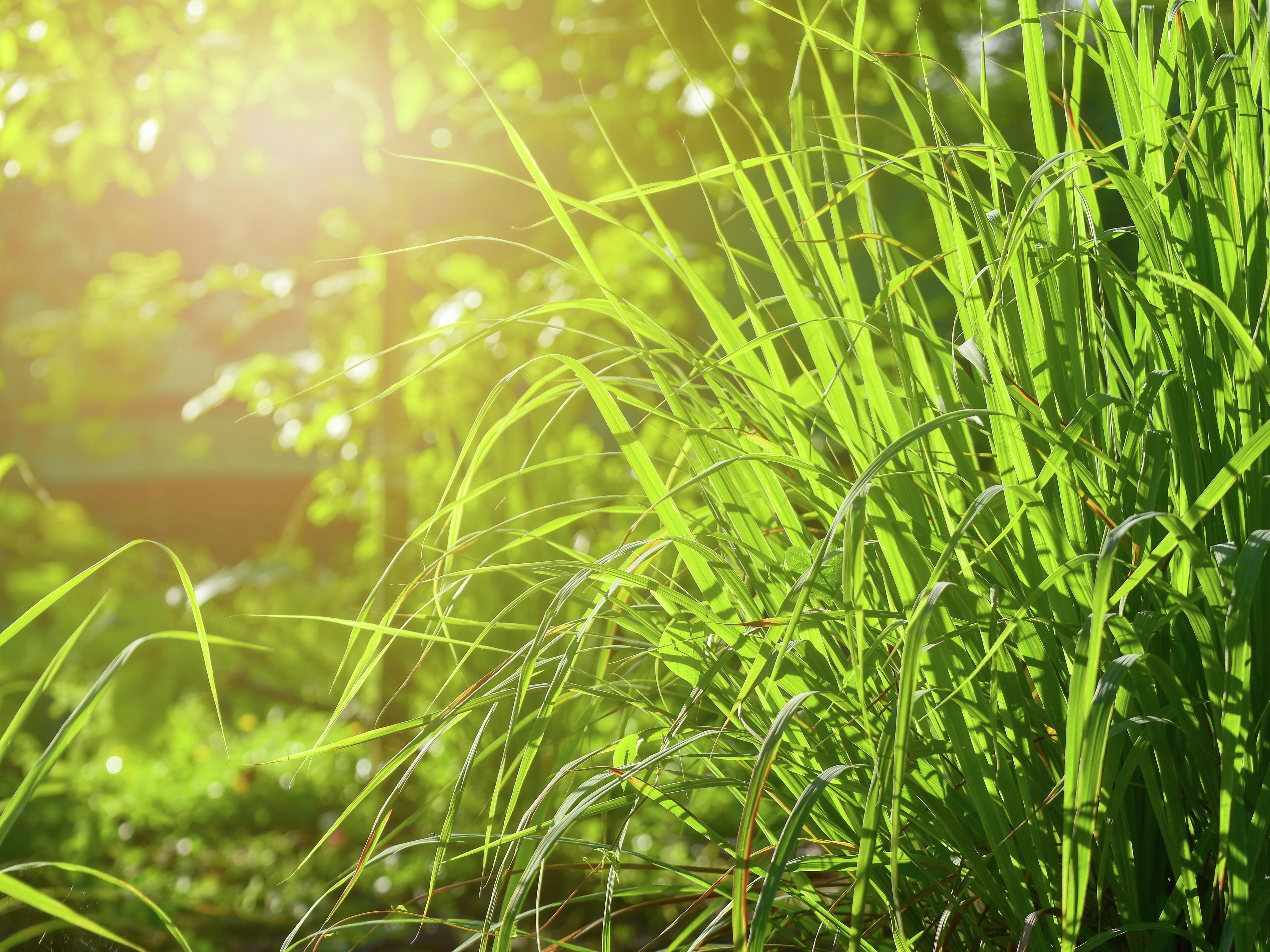 How To Grow And Care For Citronella Plants Bunnings Australia