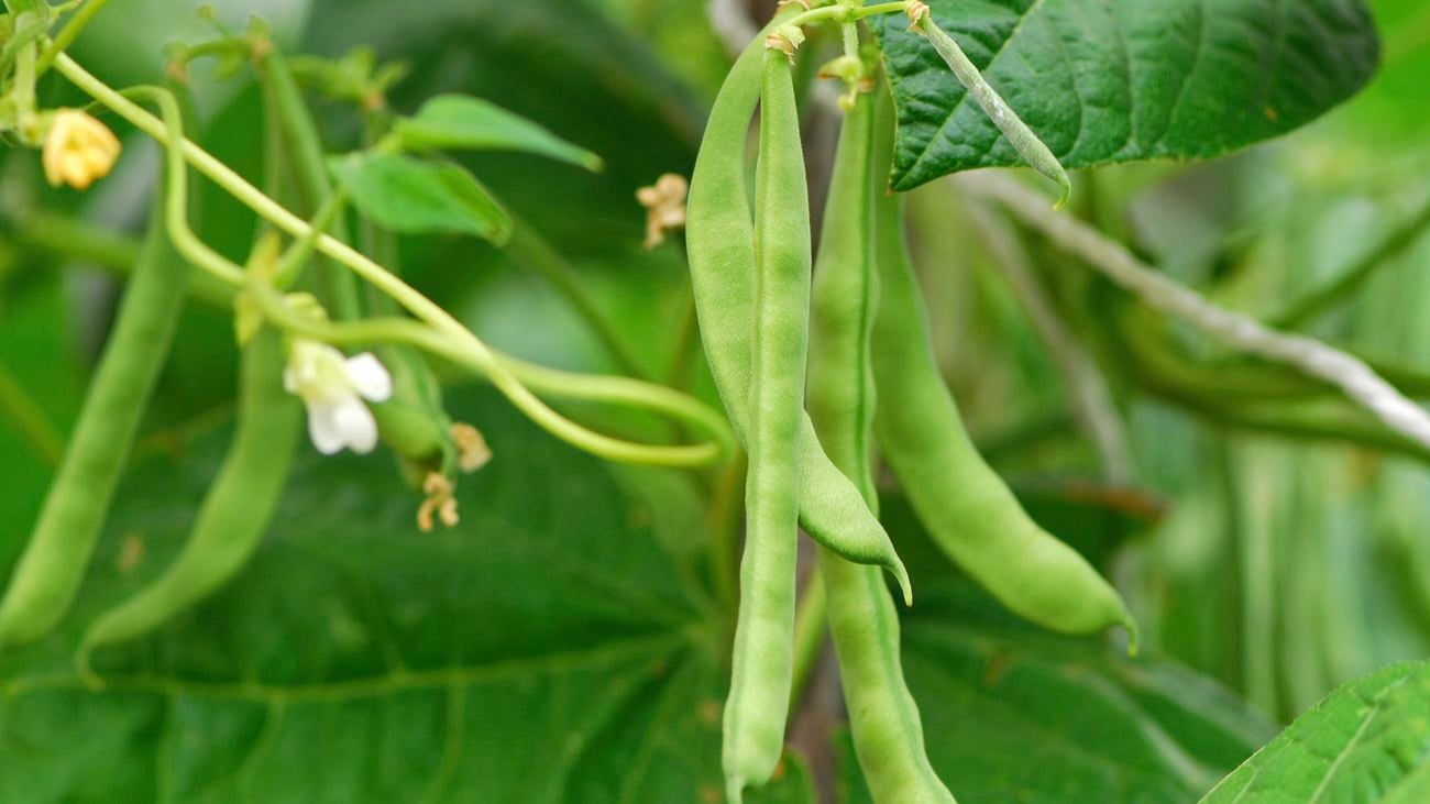Close up of climbing beans growing on a bean plant.