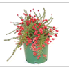 250mm Grevillea Drummer Boy - Grevillea lanigera
