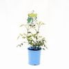140mm Lady Di - Pandorea jasminoides alba