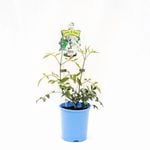 140mm Lady Di - Pandorea jasminoides alba