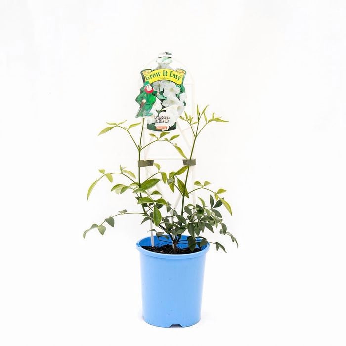 140mm Lady Di - Pandorea jasminoides alba