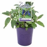 140mm Salvia - Corrugata