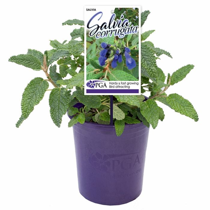 140mm Salvia - Corrugata