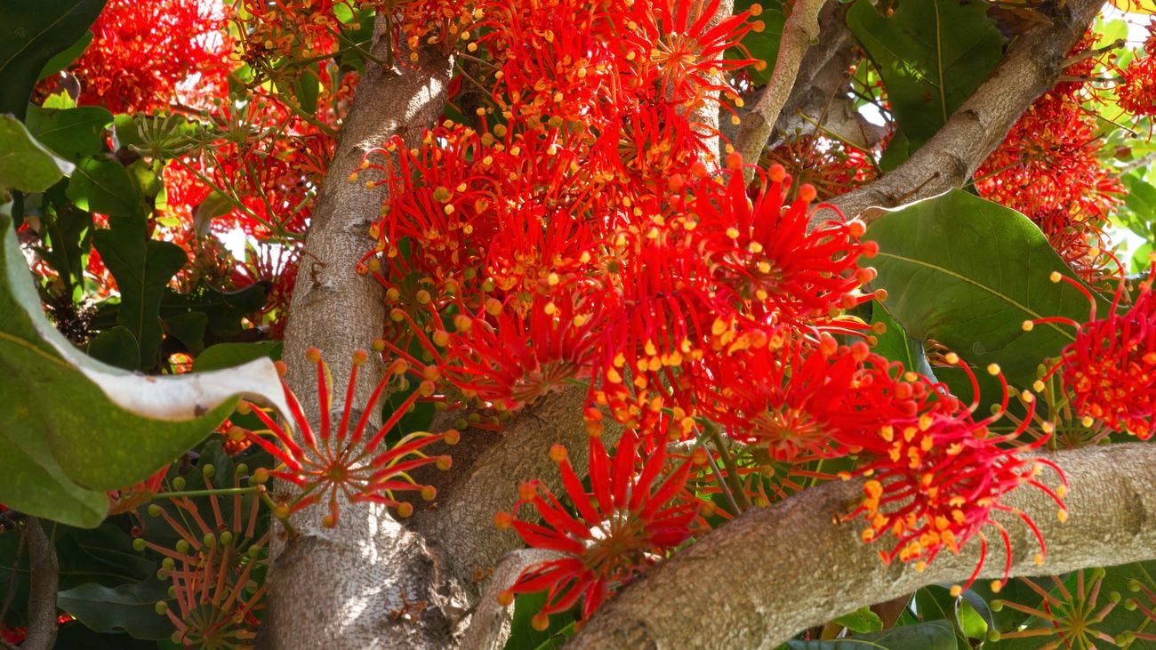 Close up shot of a firewheel tree with bright, red flowers and green leaves