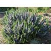 140mm Tuskan Blue - Rosmarinus officinalis