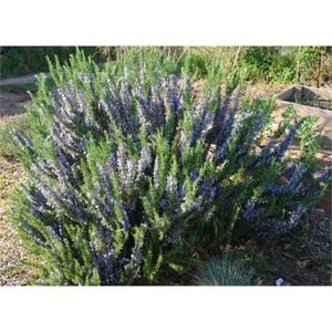 140mm Tuskan Blue - Rosmarinus officinalis