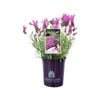 140mm The Princess Lavender - Lavandula hybrid