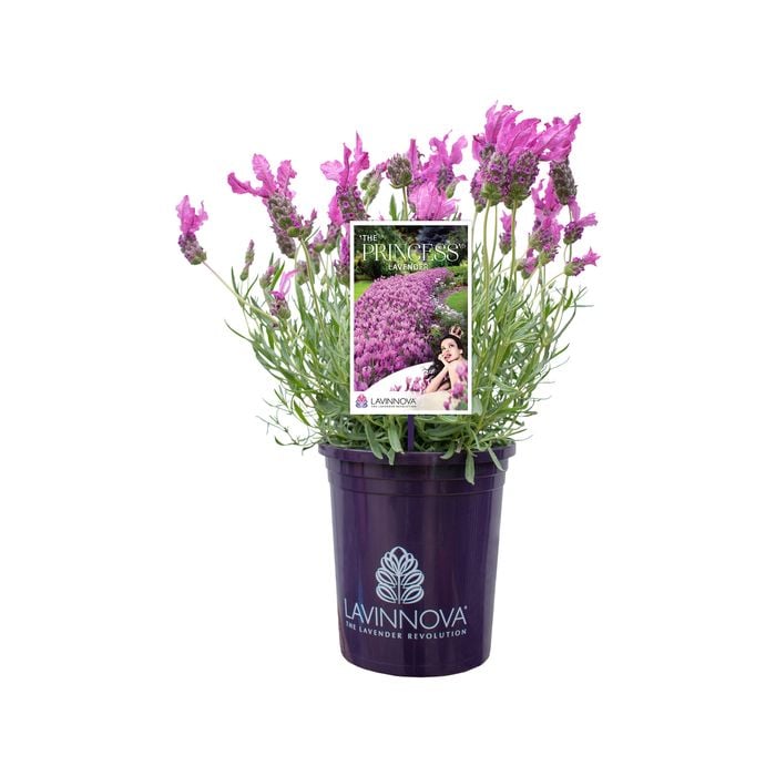 140mm The Princess Lavender - Lavandula hybrid